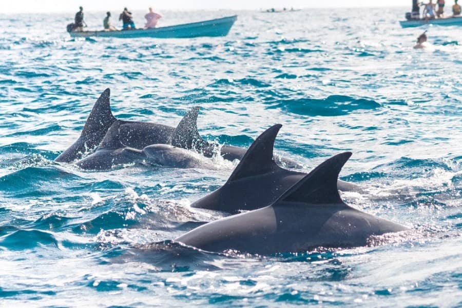 dolphin-tours-zanzibar